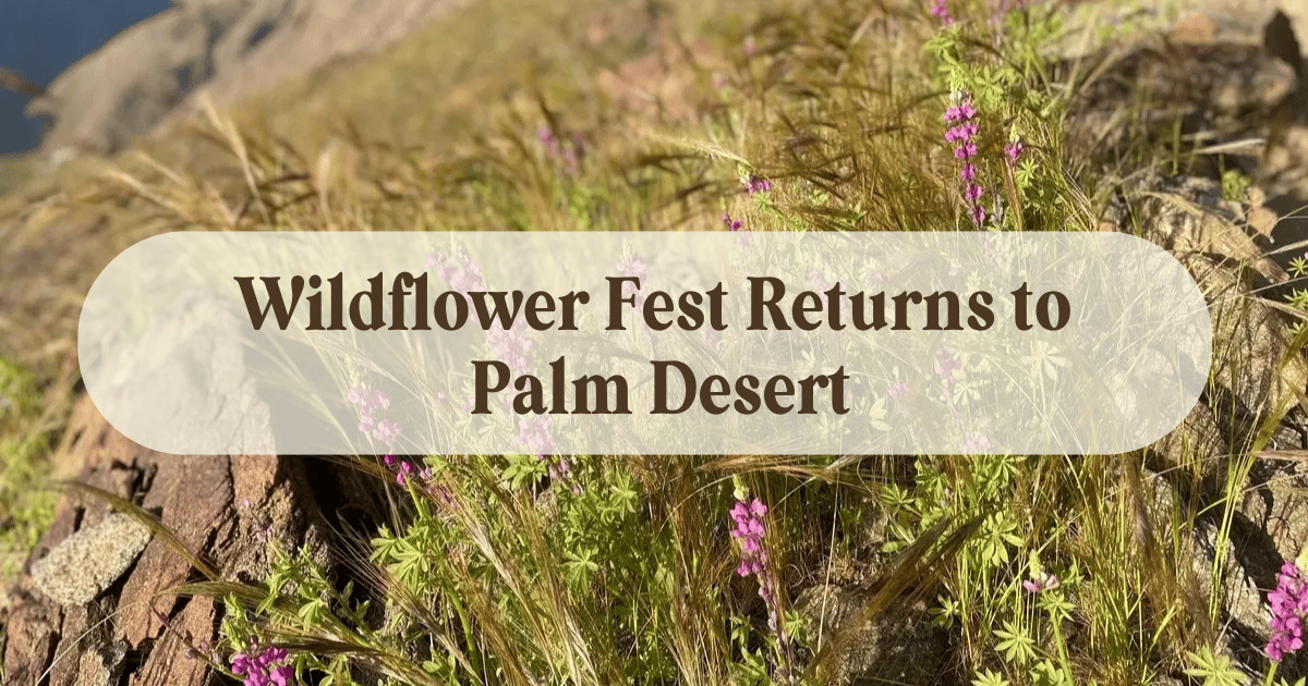 Wildflower Fest Returns to Palm Desert