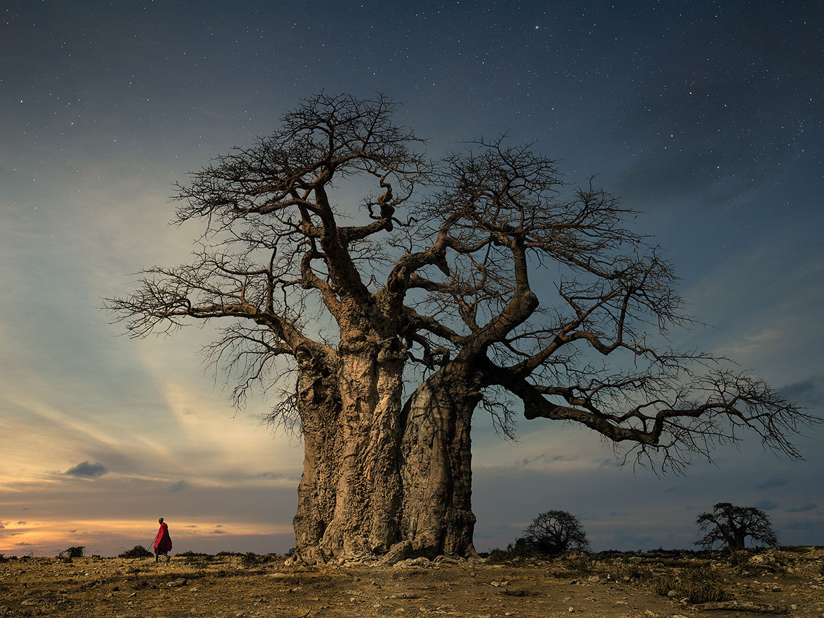 Baobab at Twilight