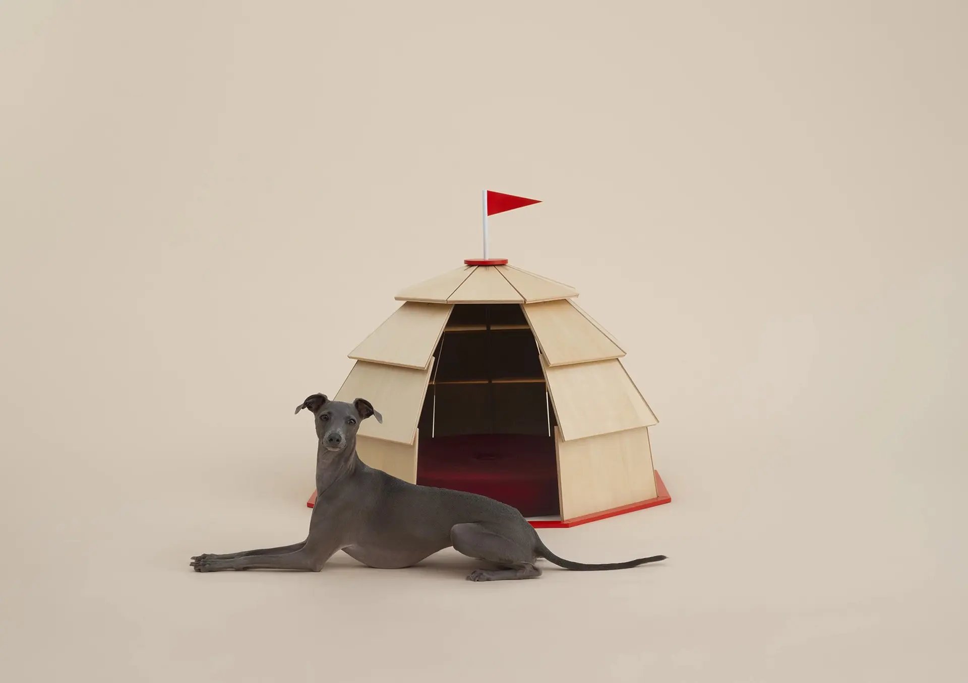 Architecture For Dogs Project Brings Creative Joy