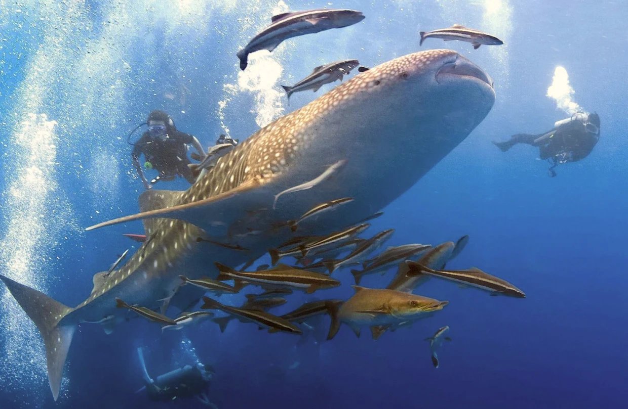 Chumphon: Thailand’s best place to spot whale sharks (without the crowds)