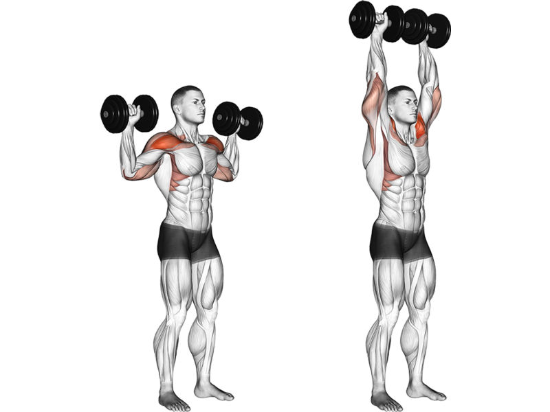 The Complete Guide to the Dumbbell Over head Press