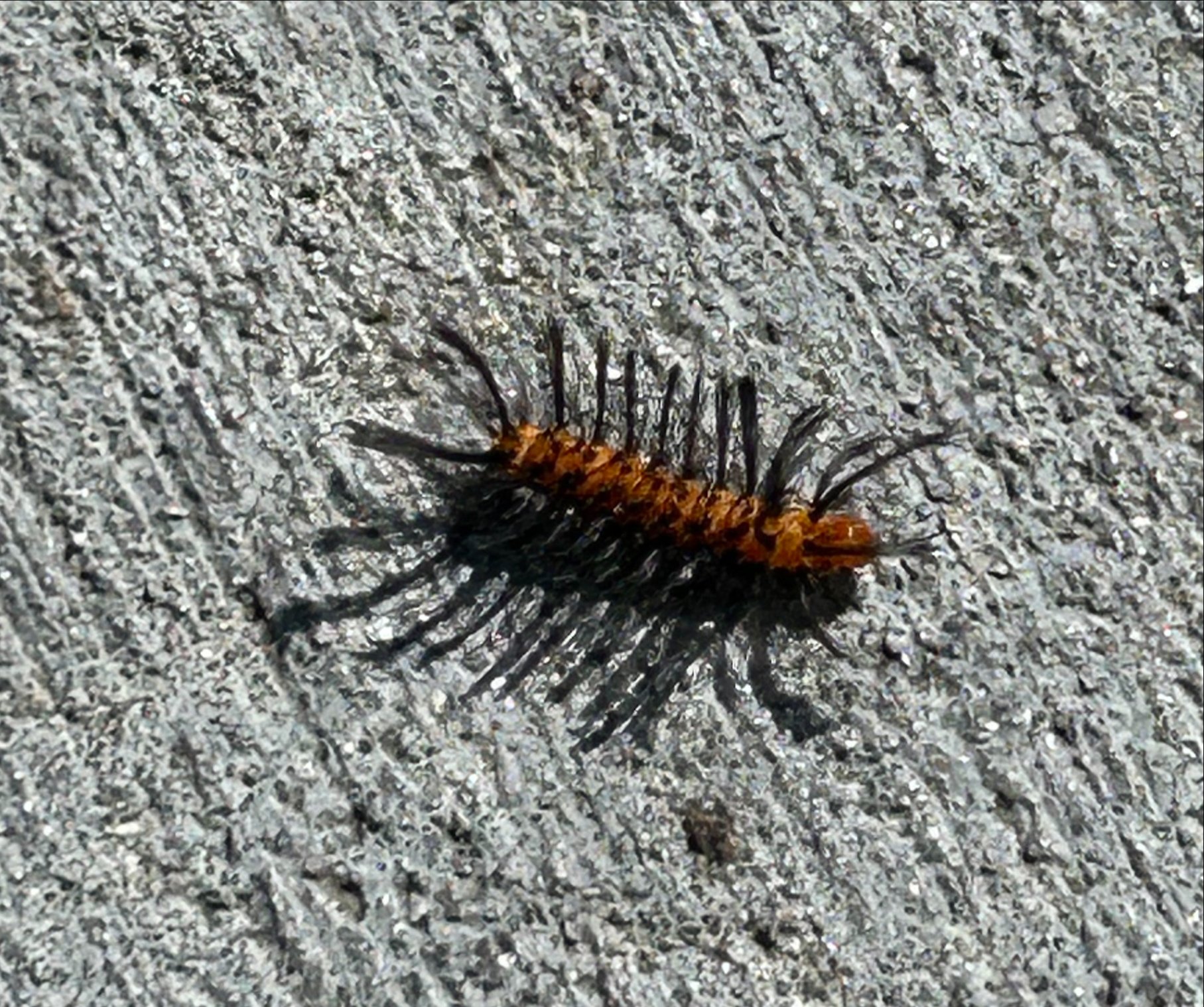 The Gulo in Nature Newsletter