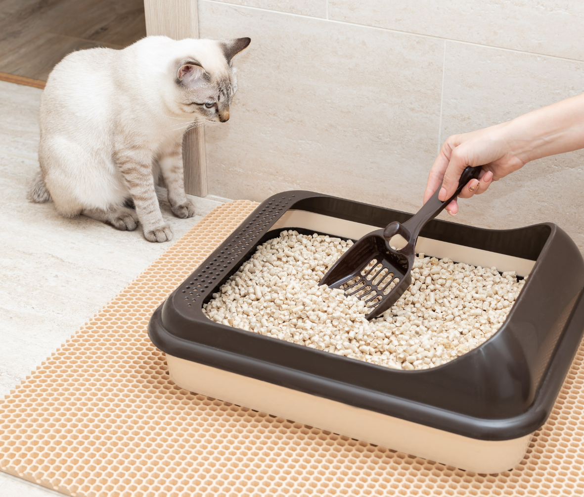 Who’s winning the robot litter box wars?