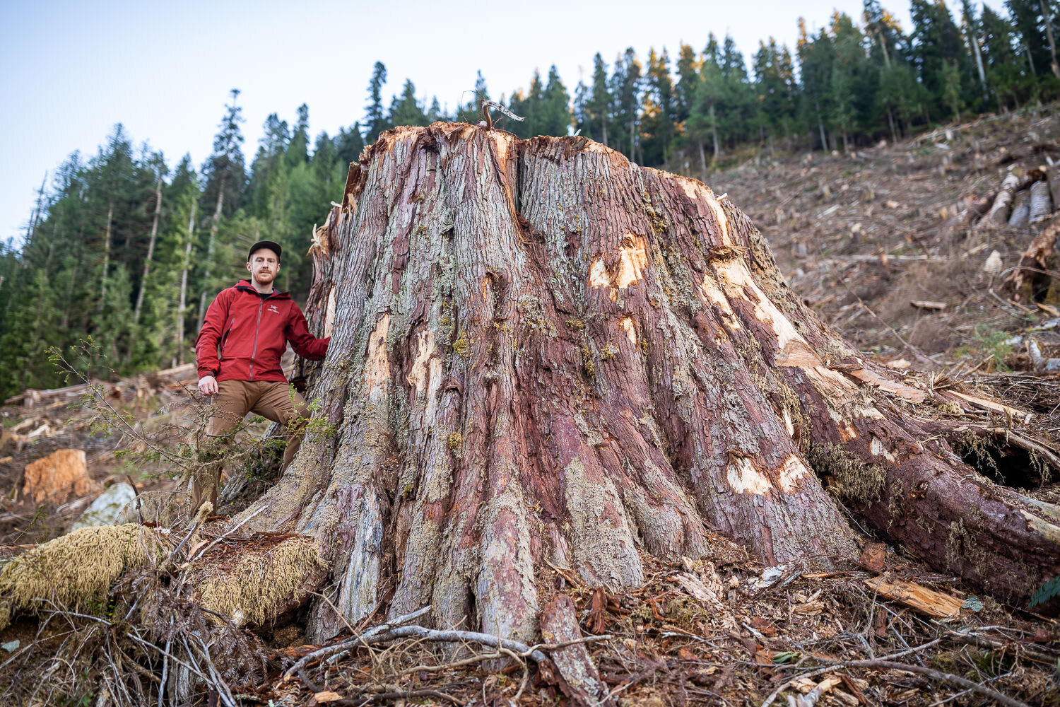 Photos Show Devastating Clear Cutting of 2,000 Year Old Growth Cedar Forests