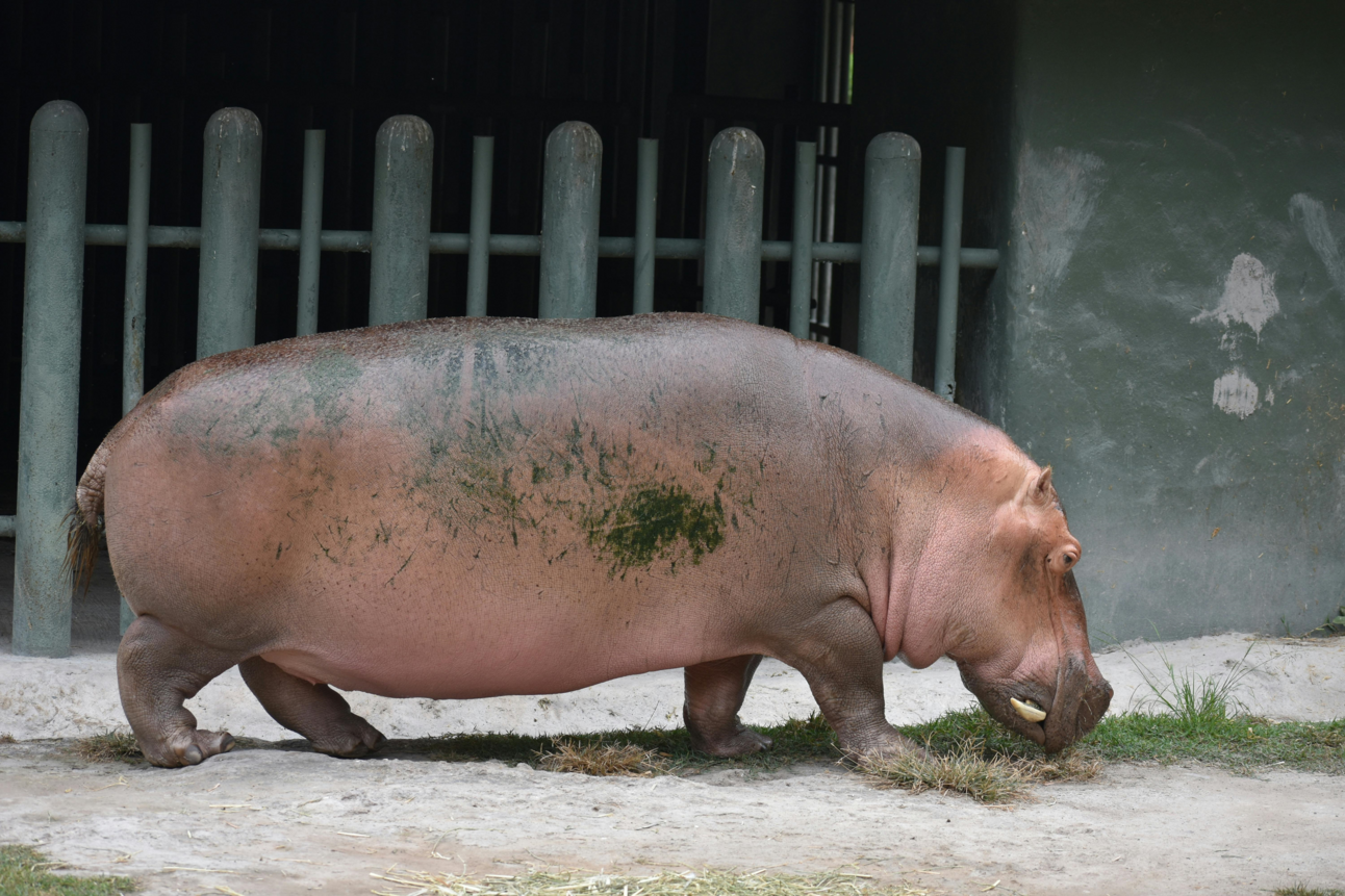 Hippos prove it's impossible to lose weight by eating salad and walking