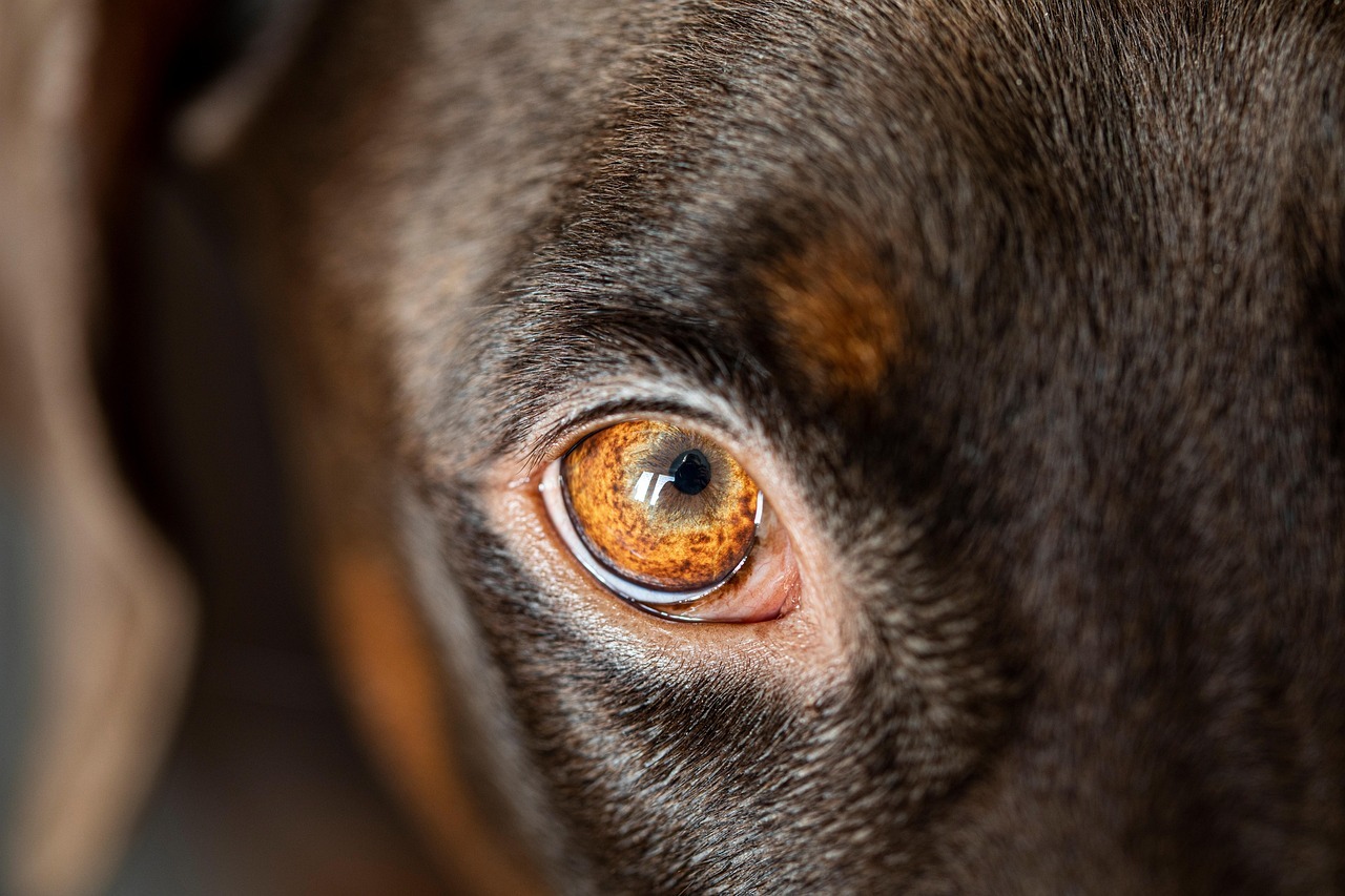 Keeping an Eye on Your Dog’s Eye Health