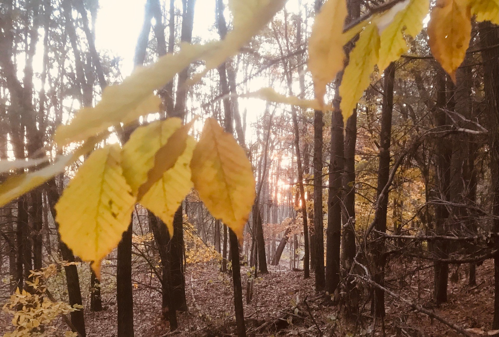 In a Season of Browns