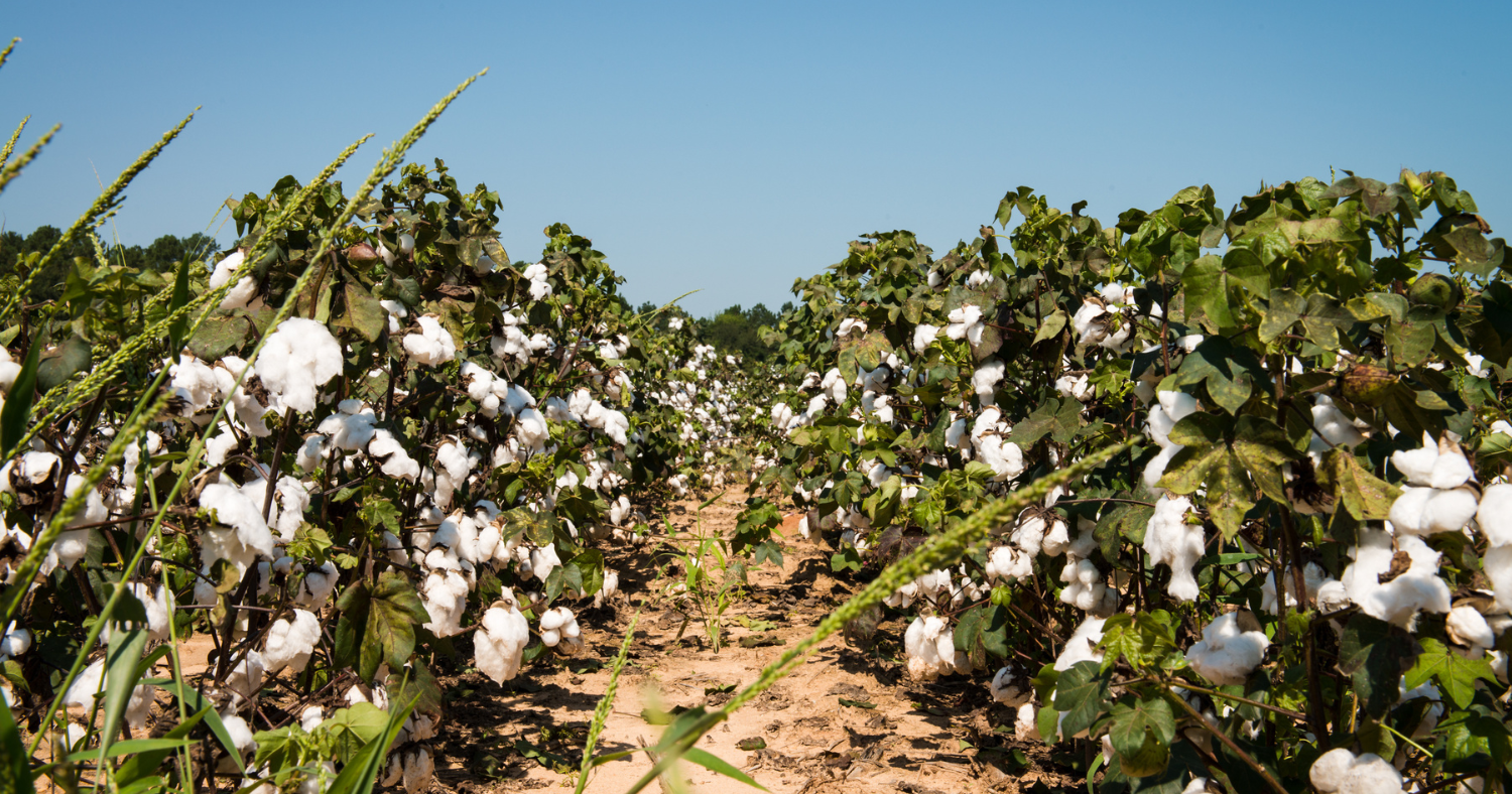 Global Cotton Production