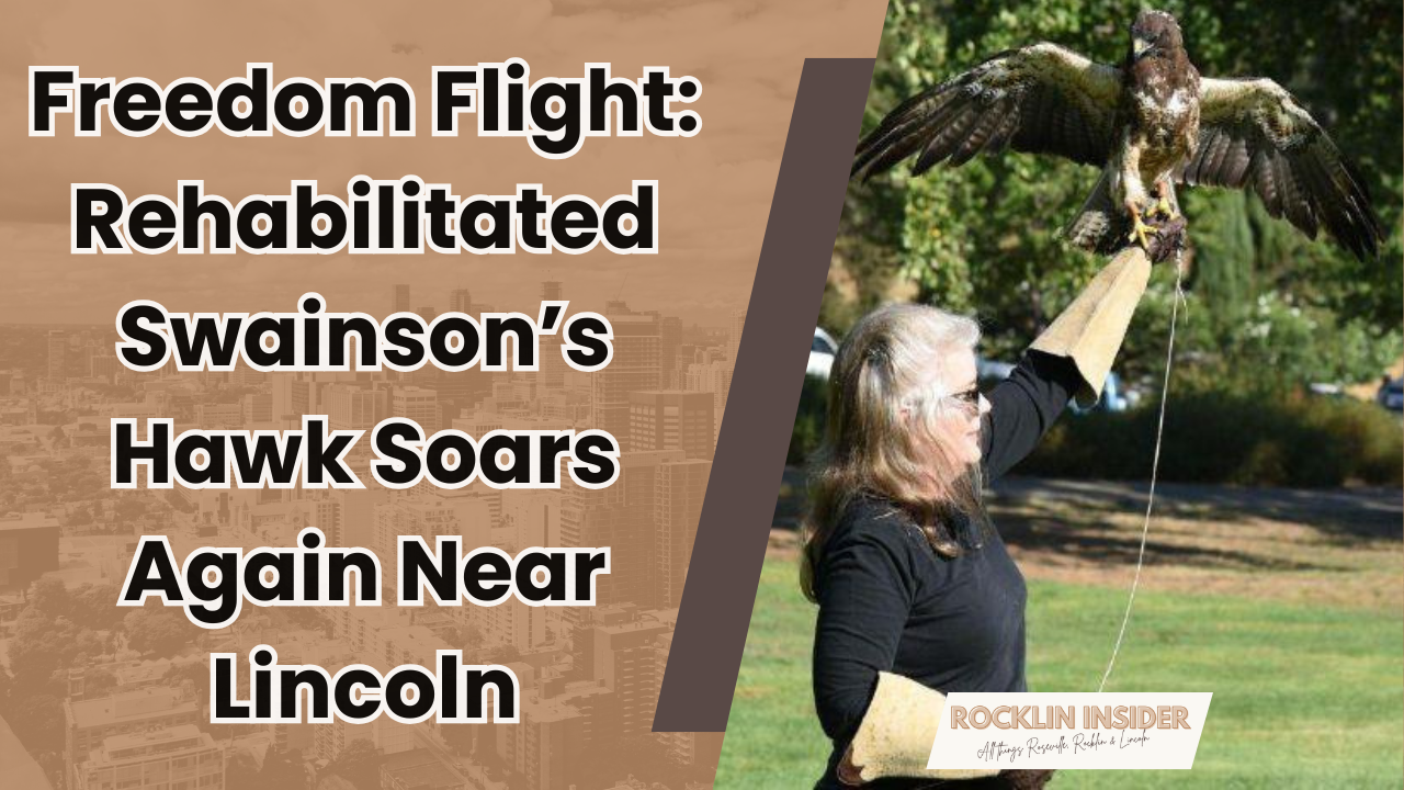 Charcuterie, cinema & a rescued hawk take flight