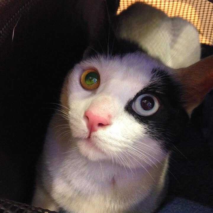 Breve historia de un Trasto