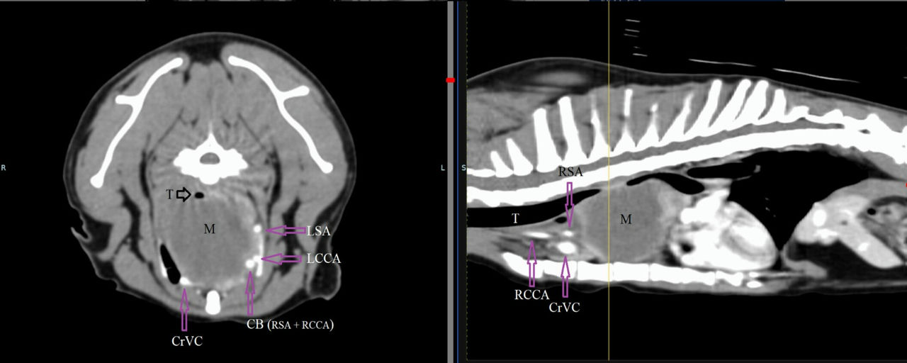 Rare Fungal Mass in a Healthy Cat: New Case of Tracheal and Mediastinal Aspergillosis