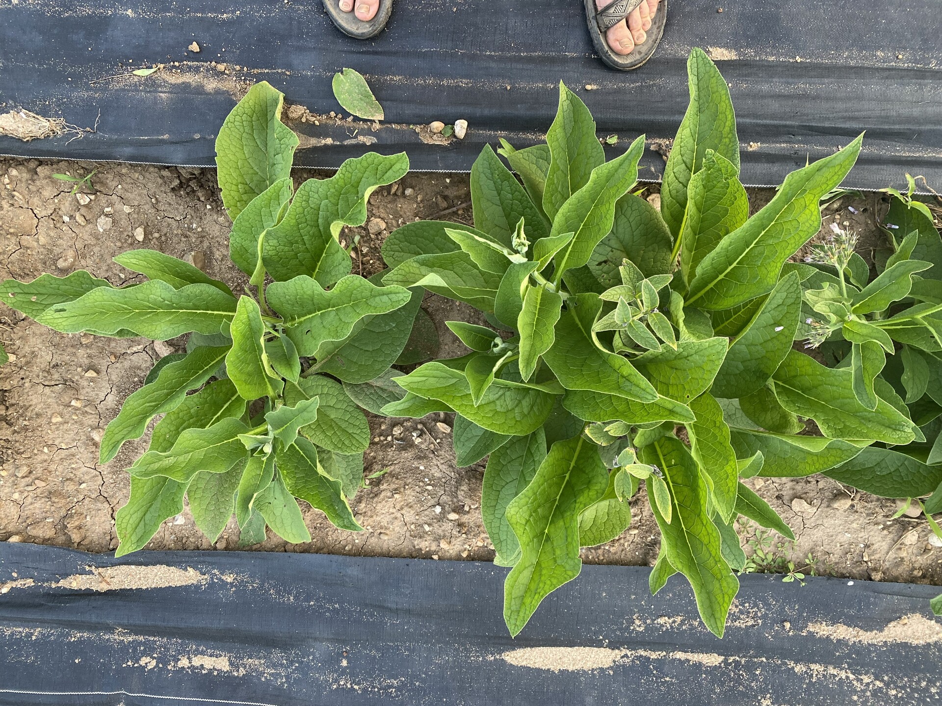 Is Comfrey Invasive?