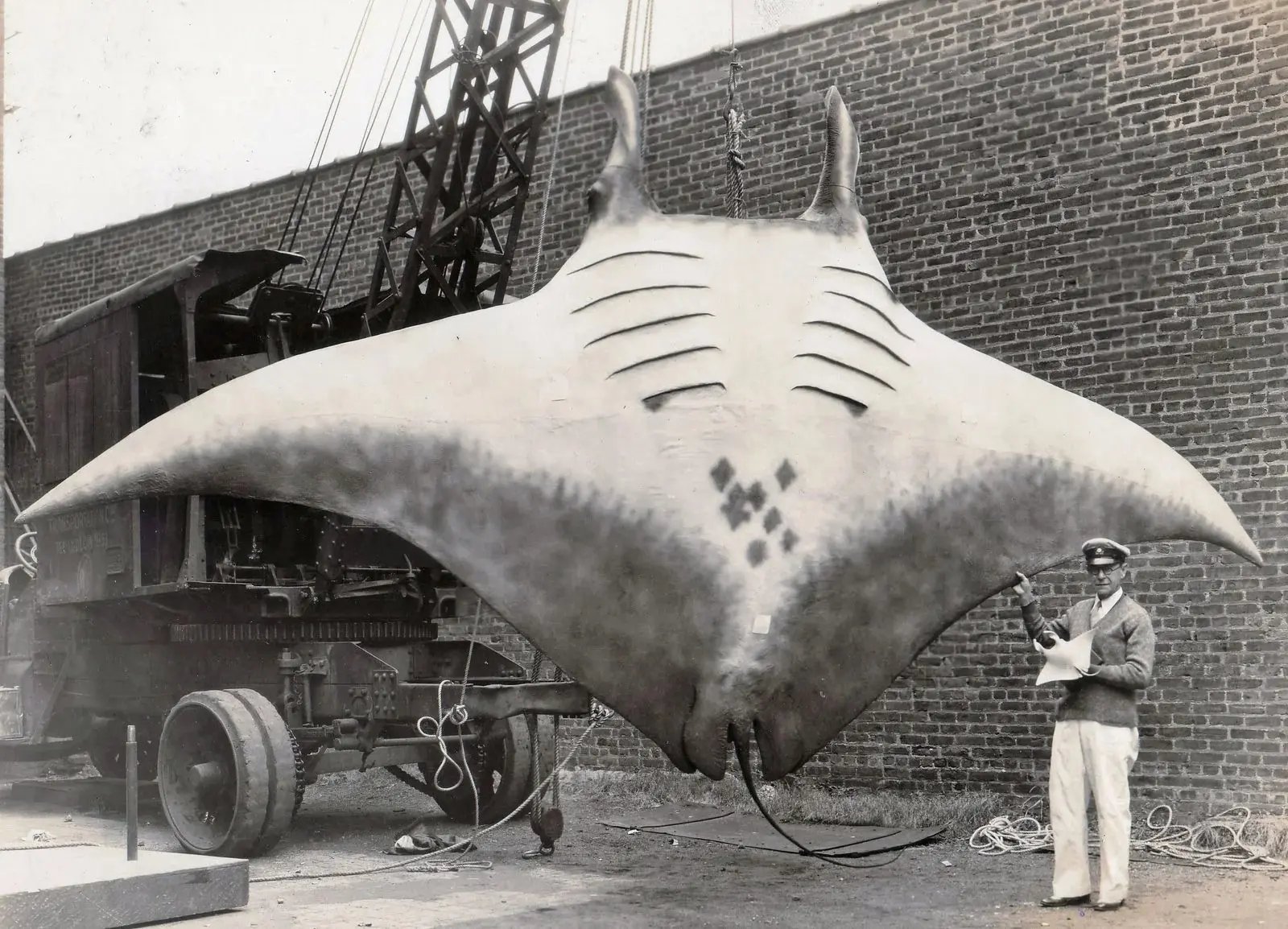 Legends of the Deep: The Largest Fish Ever Caught
