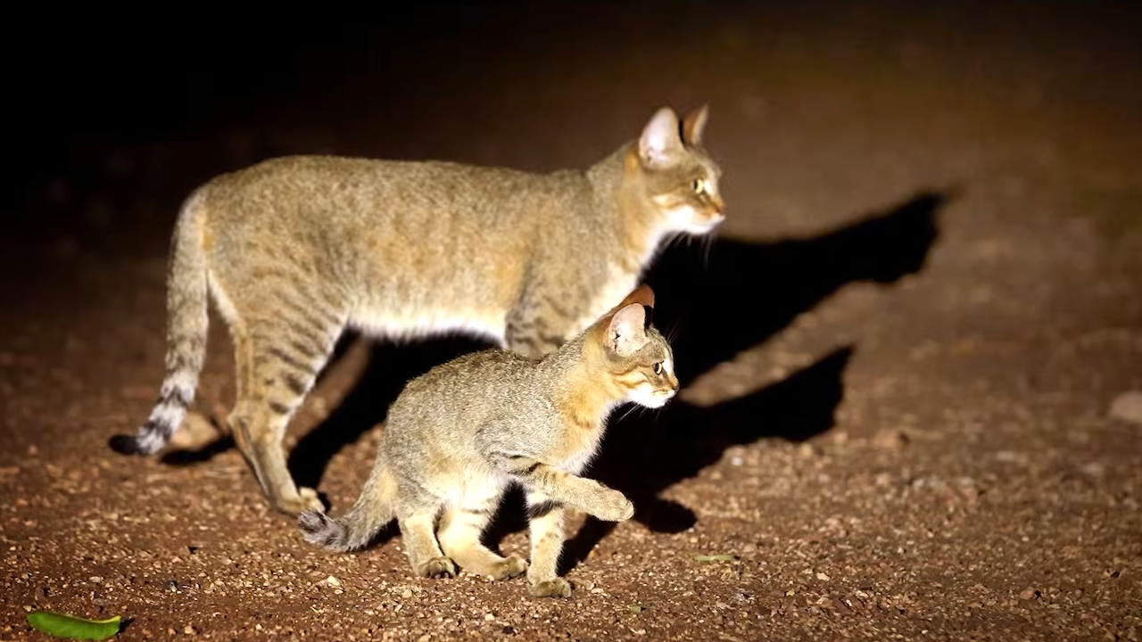 The Entire Evolutionary History of Cats