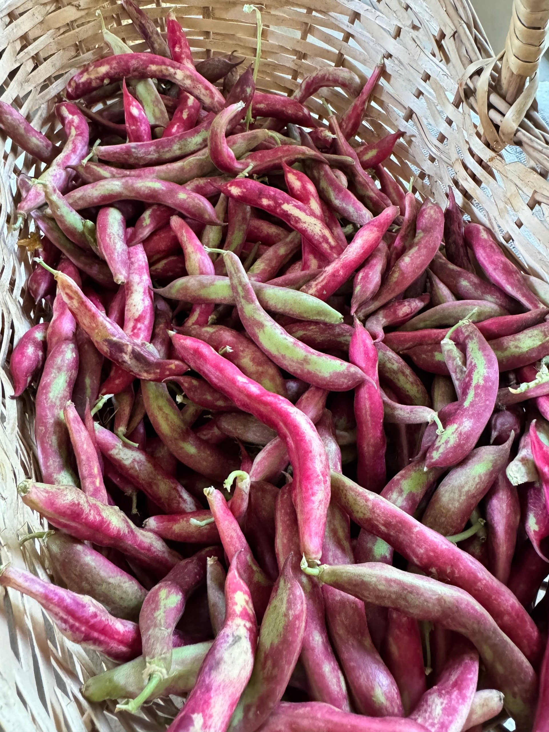 Semana de pleno verano 🌱 