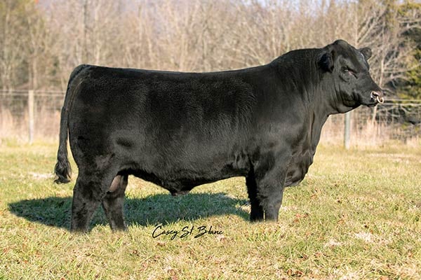 ODonnell Night Force