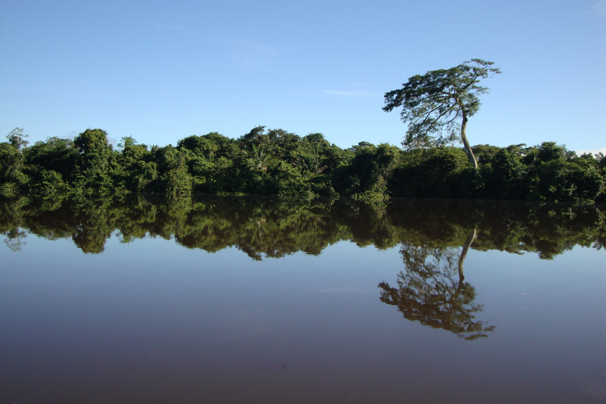 Deforestation and soy advance cause big losses in the Amazon