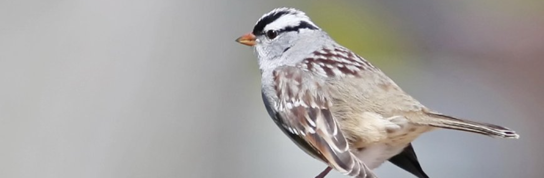 Nature Positive Practices