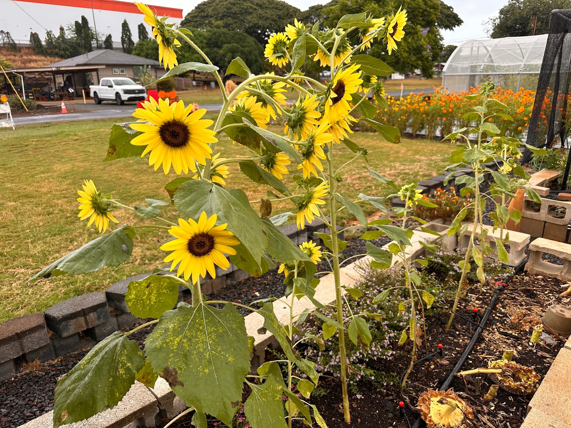 Seed starting tips from O'ahu Master Gardeners