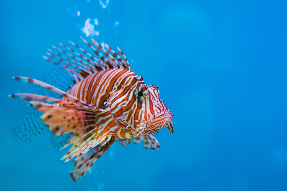 Lionfish have spread to Brazil, threatening ecosystems and livelihoods