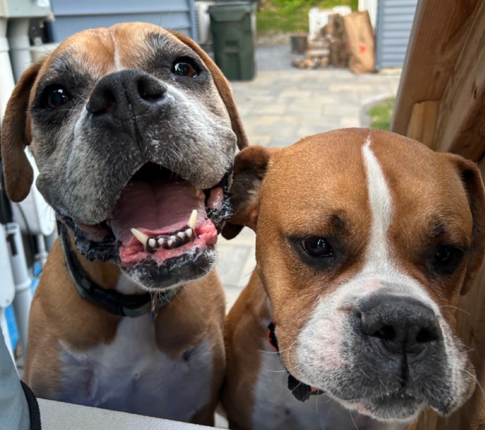 Puppies > Mondays 🐶