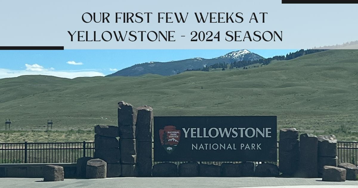 Our First Few Weeks at Yellowstone