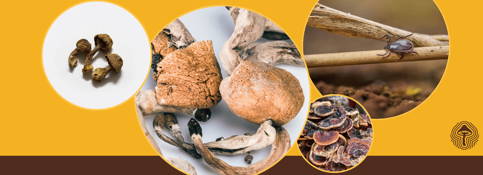 Shroom Scan #113: Psilocybin repairs stress damage, reishi blocks cancer spread, and fungi kill ticks