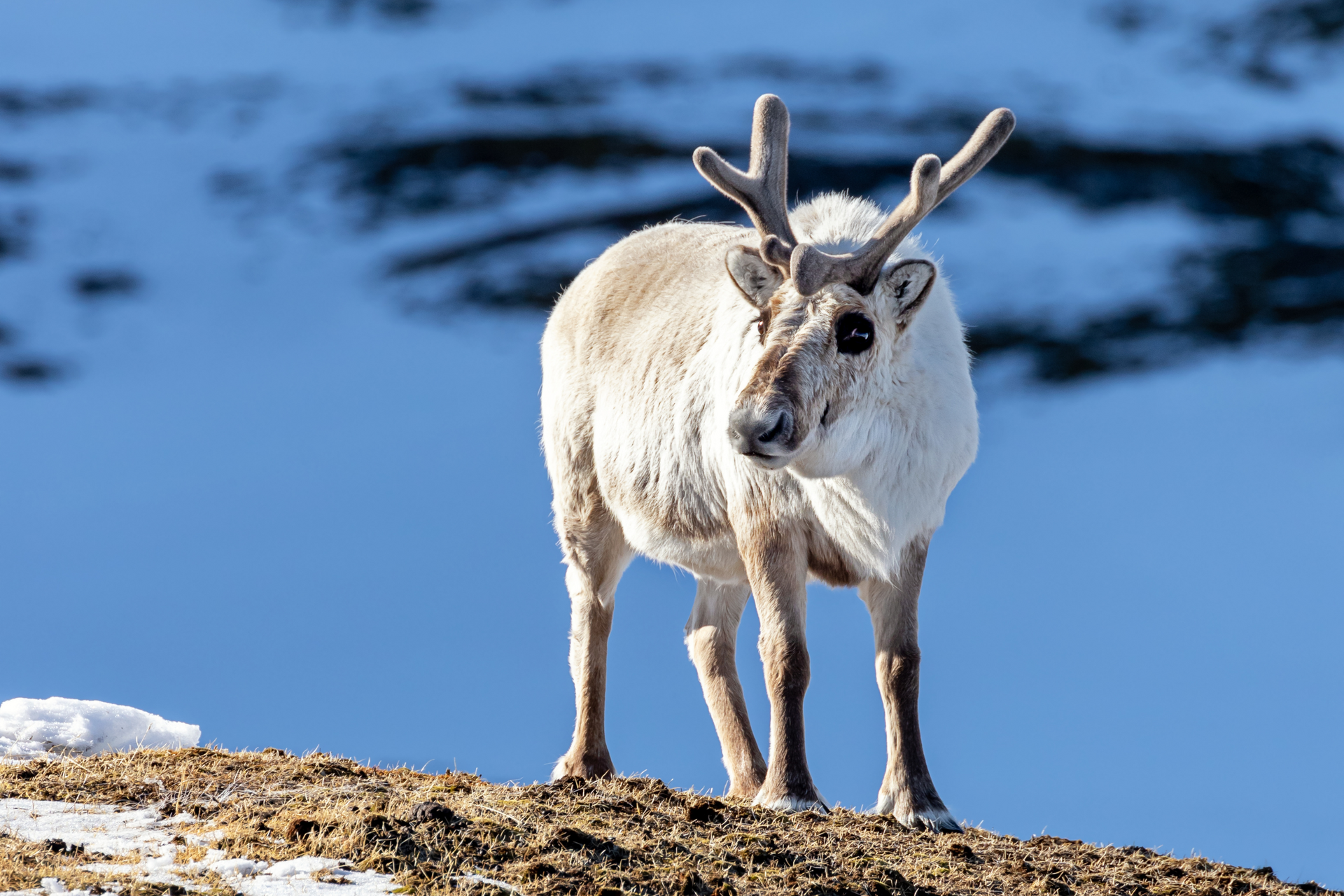 The Smallest Reindeer in the World