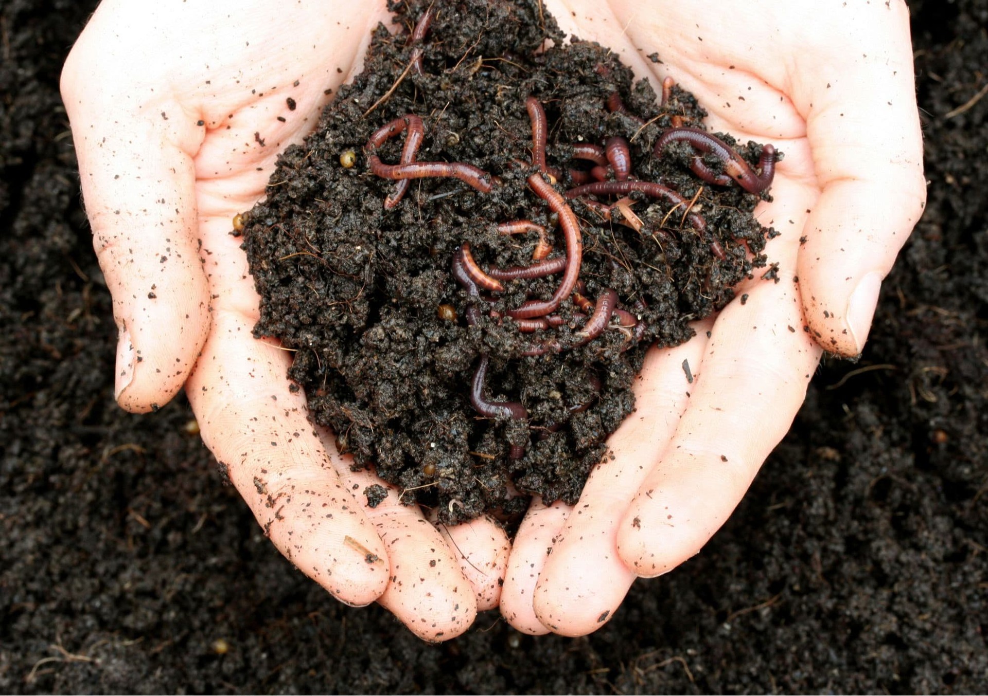 On compost, soil and mulch