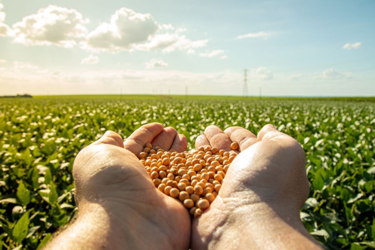 A volta dos que não foram