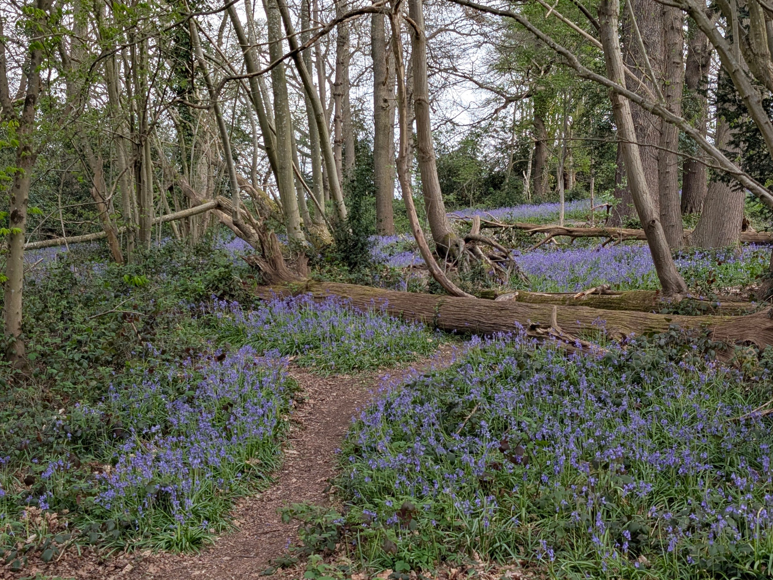 Bluebells, Champagne & Football