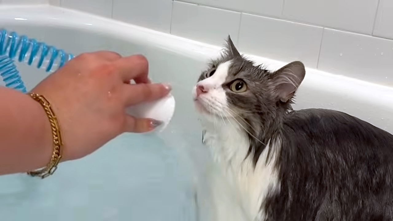Water Loving Cat Waits Impatiently in the Tub for His Monthly Bath Time