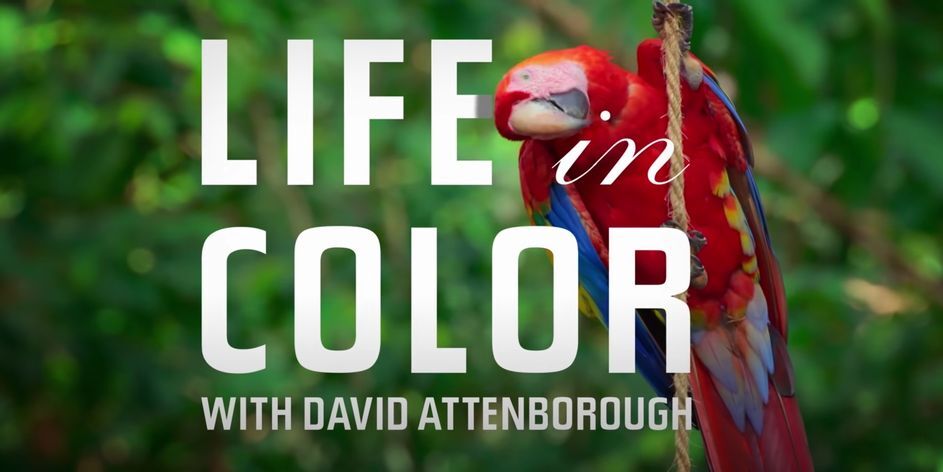 David Attenborough’s Life in Color Debuts on This Earth Day