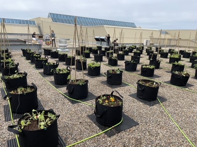 Southcentre Mall’s rooftop transforms into a garden to help provide food for families 