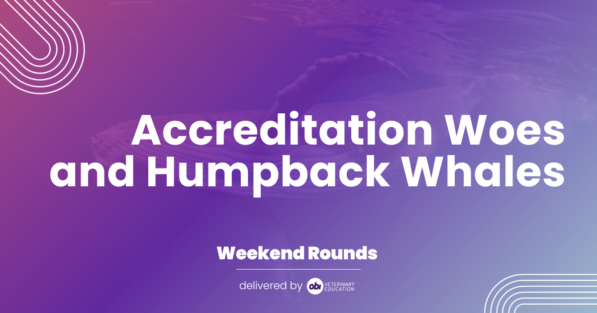 ✅ Accreditation Woes and Humpback Whales