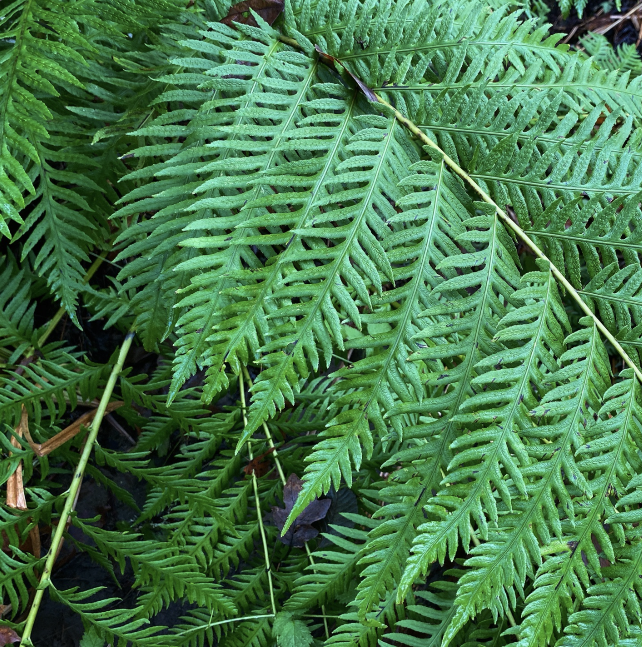 🌳 Nature: Your Shortcut to Healing & Calm