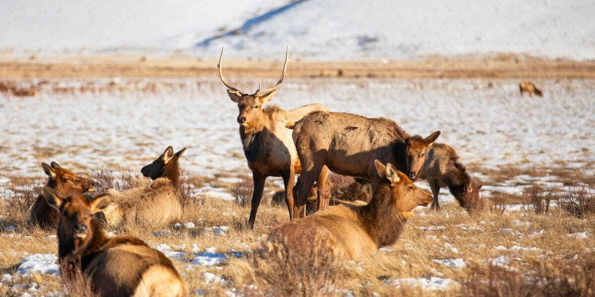 Hot Take: Grand Teton National Park Is Even Better When It’s Frozen