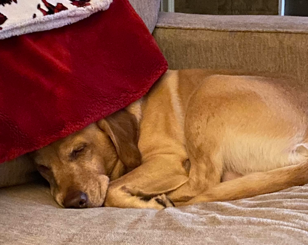 🐶❤️🐶 Why do dogs sleep so much? 🐶❤️🐶   