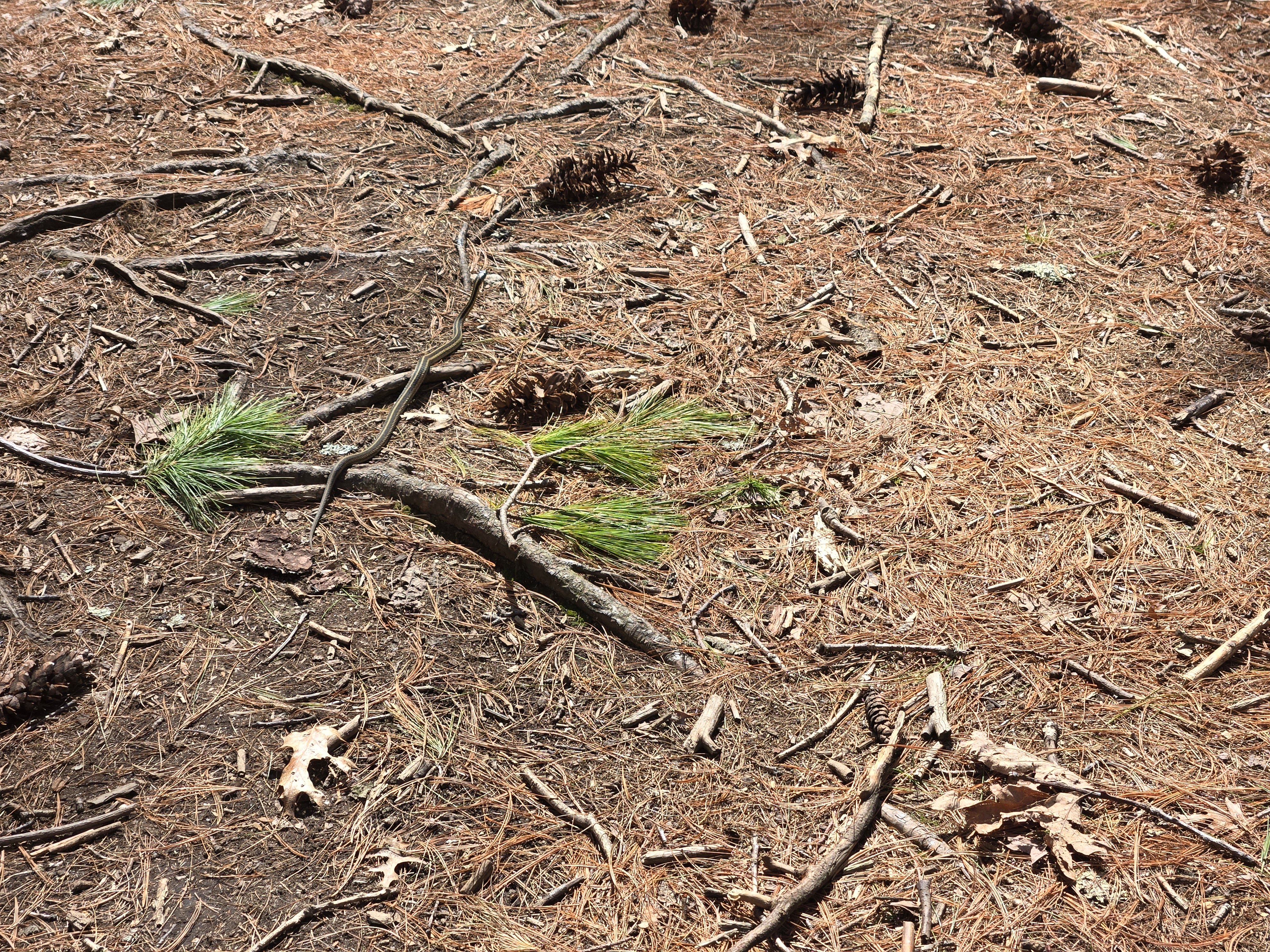 #AcademicRunPlaylist - 4/1/26