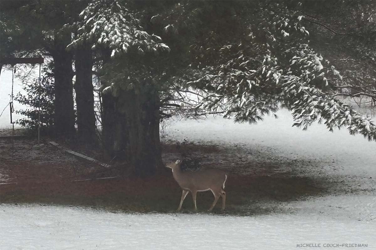 👮🏻‍♀️💰Help! A scammer drained $1,010 from my PayPal account