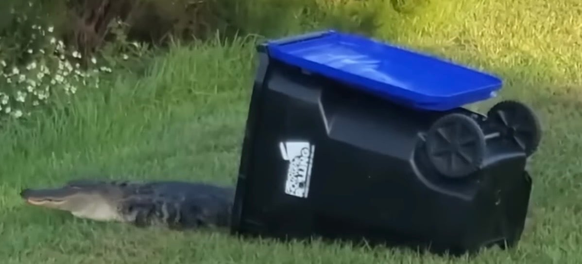 Heathen Disco Music Reviews #0167 (February 6, 2025)