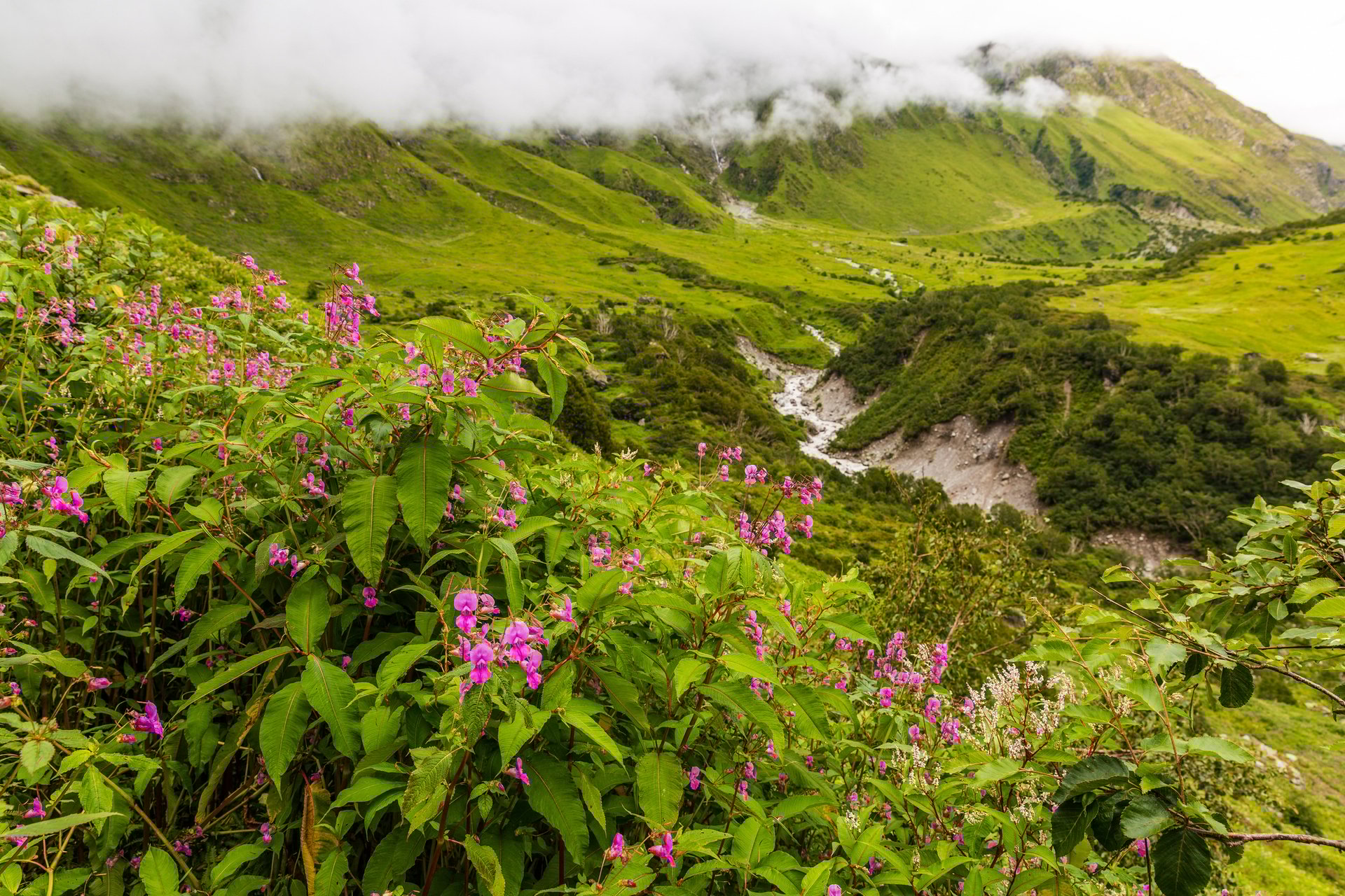 Week 2: Valley of Flowers, India