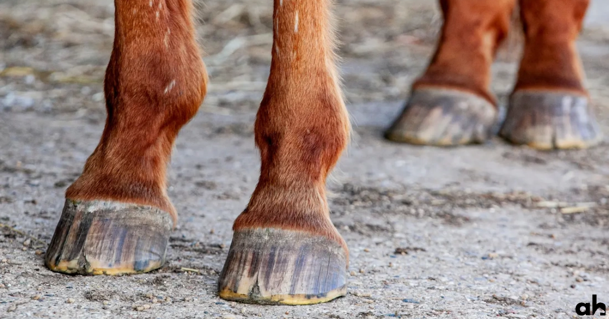 What Is Founder In Horses? Understanding Equine Laminitis