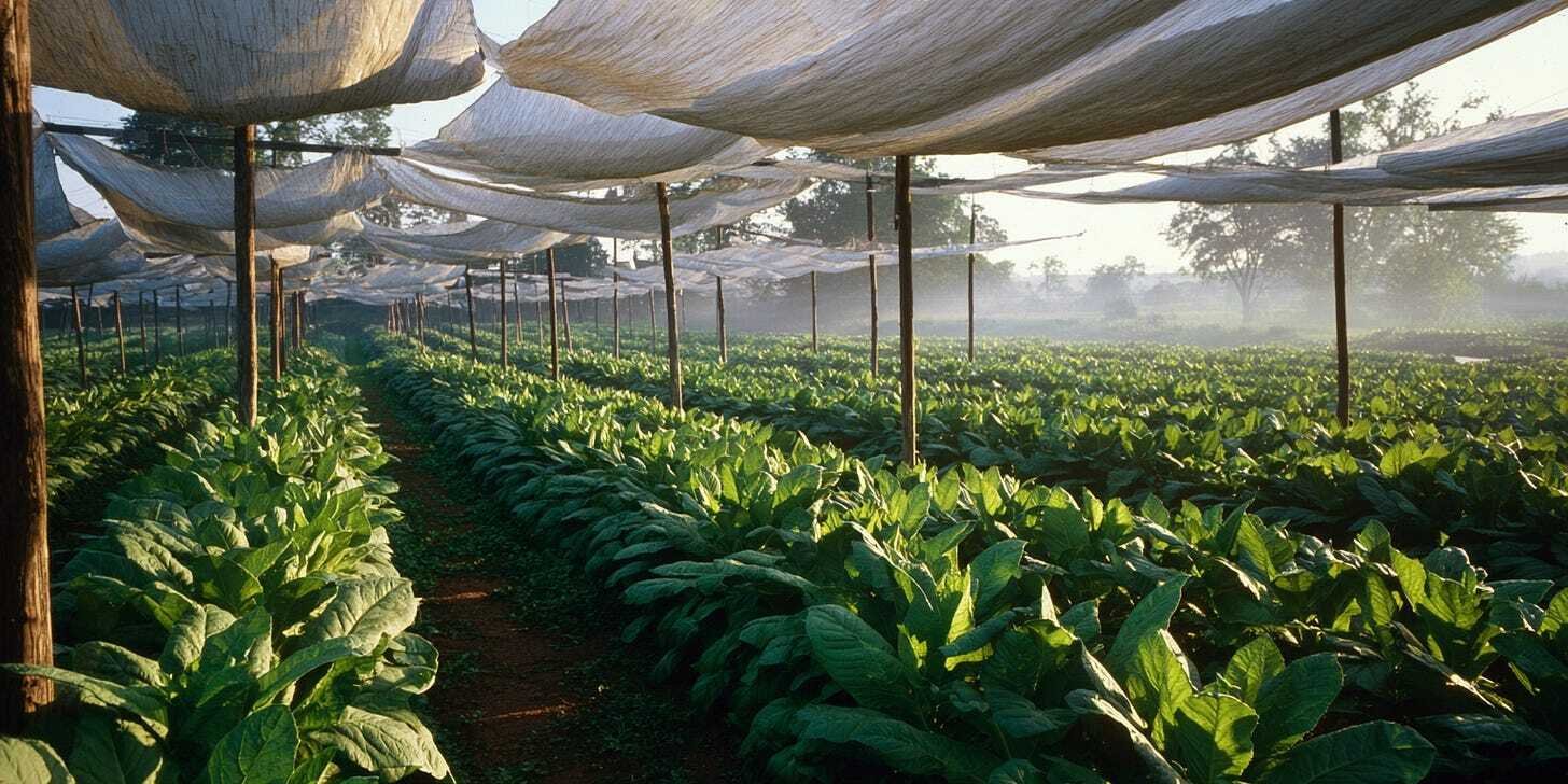 Connecticut Shade Wrapper: Smooth, Creamy & Classic