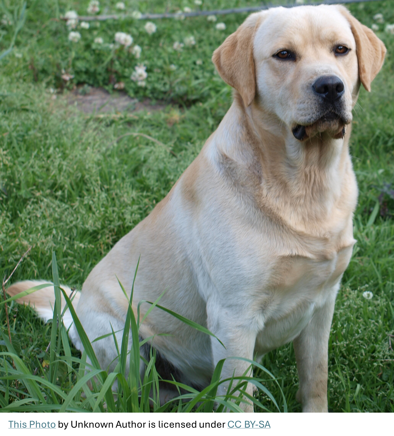 The Brewers Called in the Dogs