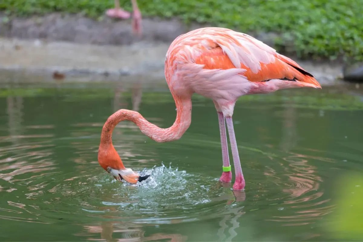 Weird Fact About How Flamingos Eat