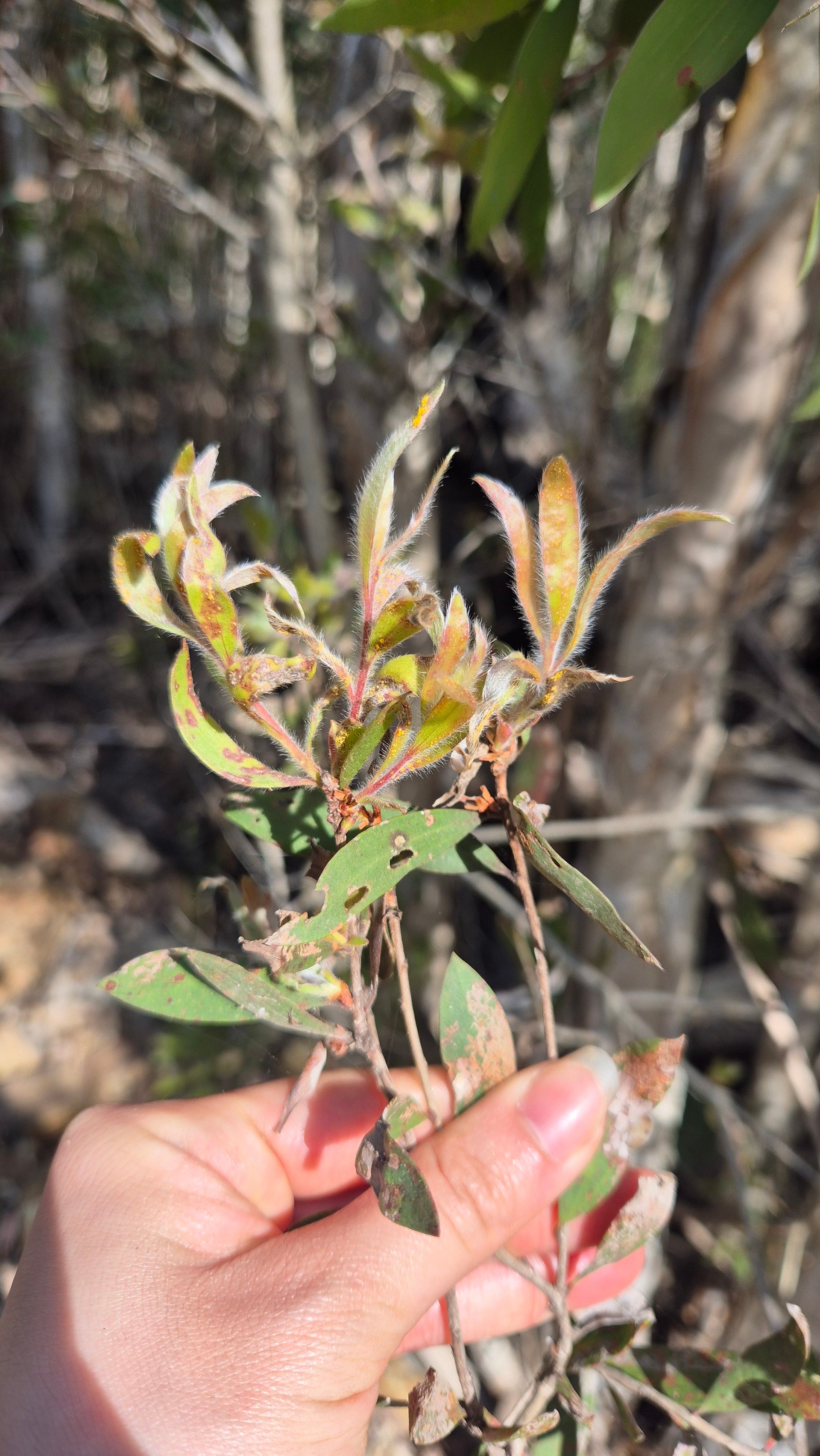 Robigalia Roundup LIII