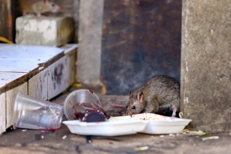 San Francisco Among America’s “Rattiest” Cities