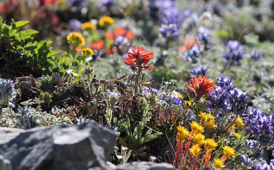 Nature Positive Practices