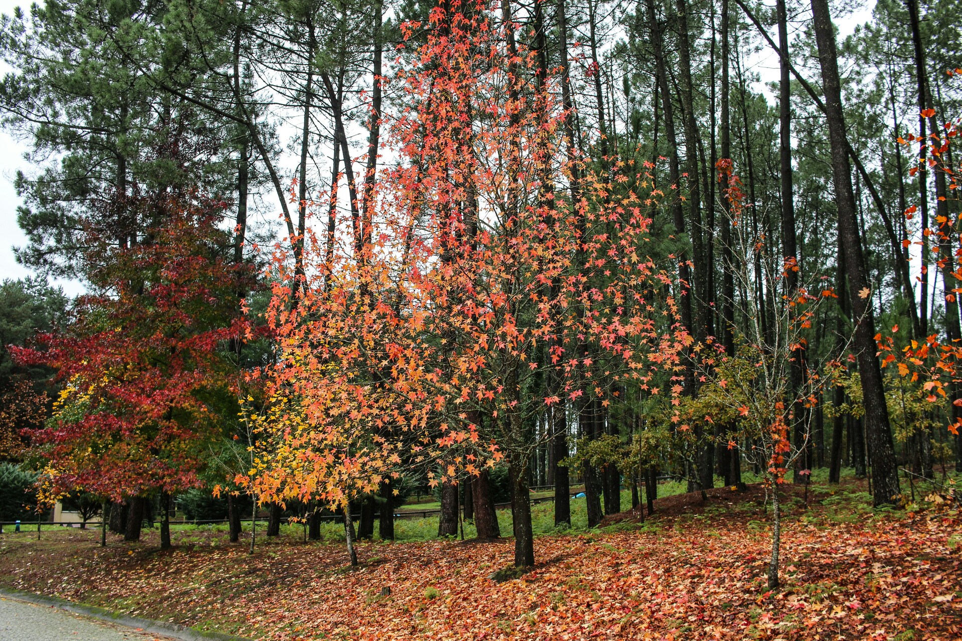 Weekend Family Fun Guide: Issue #4